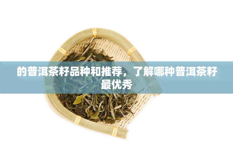 的普洱茶籽品种和推荐，了解哪种普洱茶籽更优秀