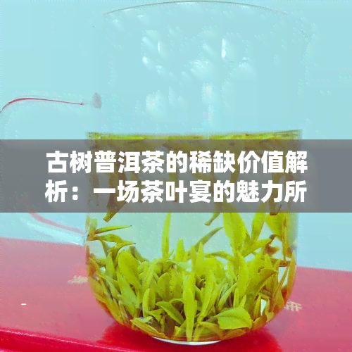 古树普洱茶的稀缺价值解析：一场茶叶宴的魅力所在