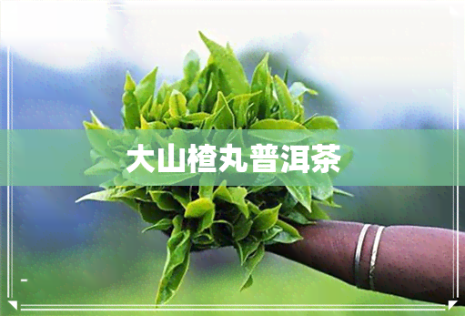 大山楂丸普洱茶