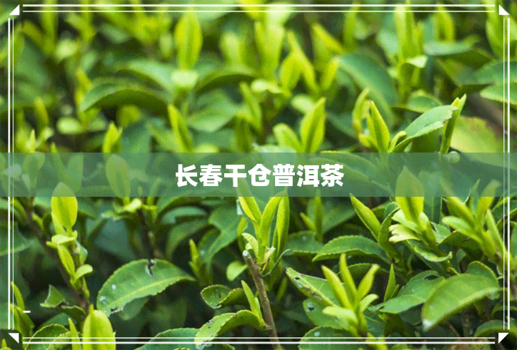 长春干仓普洱茶