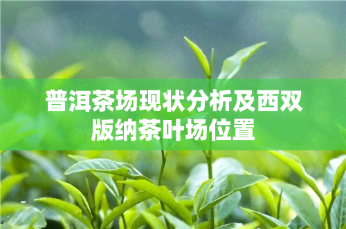 普洱茶场现状分析及西双版纳茶叶场位置