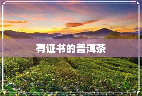 有证书的普洱茶