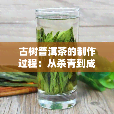 古树普洱茶的制作过程：从杀青到成品，全面解析