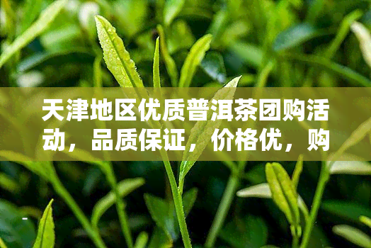 天津地区优质普洱茶团购活动，品质保证，价格优，购买流程详解