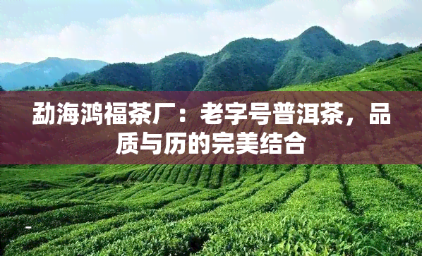 勐海鸿福茶厂：老字号普洱茶，品质与历的完美结合