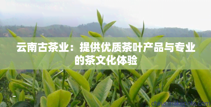 云南古茶业：提供优质茶叶产品与专业的茶文化体验