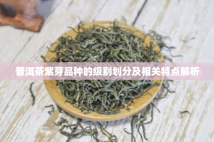 普洱茶紫芽品种的级别划分及相关特点解析