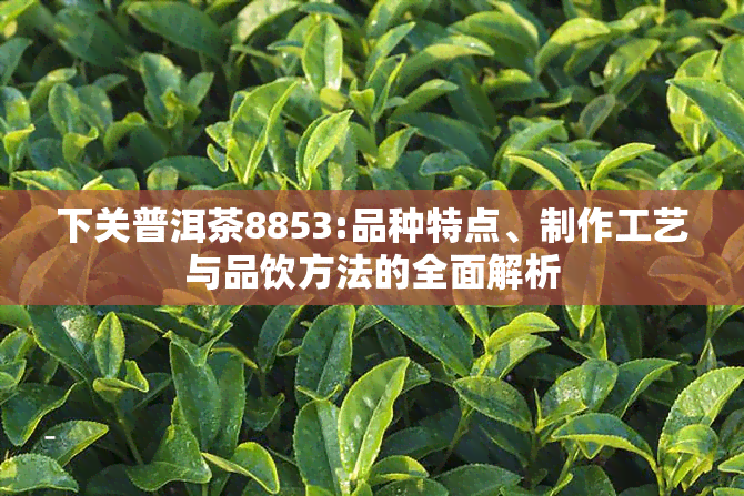 下关普洱茶8853:品种特点、制作工艺与品饮方法的全面解析