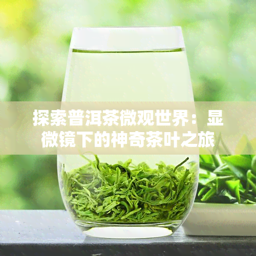 探索普洱茶微观世界：显微镜下的神奇茶叶之旅