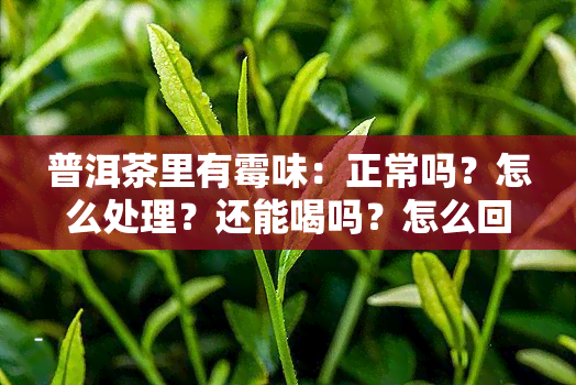 普洱茶里有霉味：正常吗？怎么处理？还能喝吗？怎么回事？