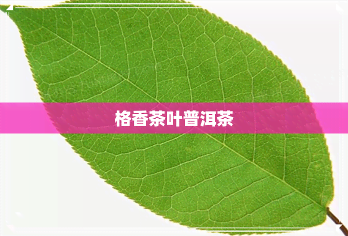 格香茶叶普洱茶