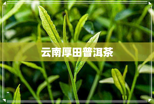 云南厚田普洱茶