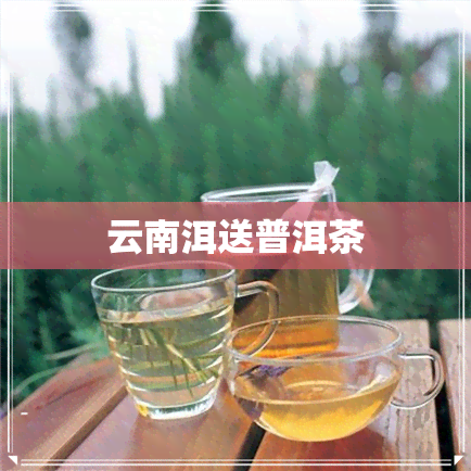 云南洱送普洱茶