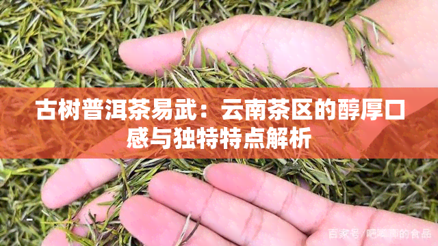 古树普洱茶易武：云南茶区的醇厚口感与独特特点解析