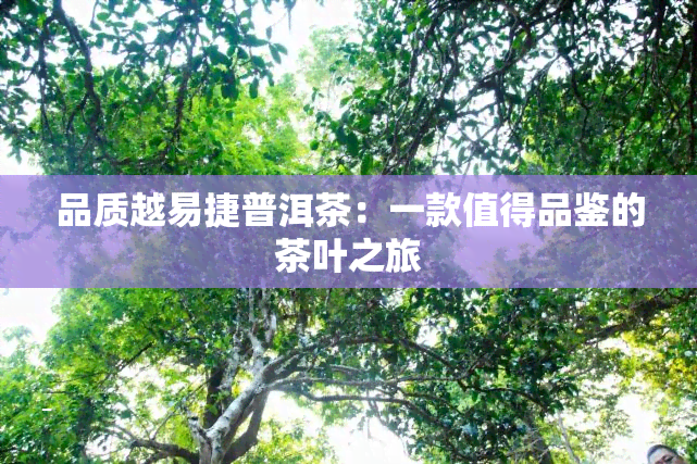 品质越易捷普洱茶：一款值得品鉴的茶叶之旅