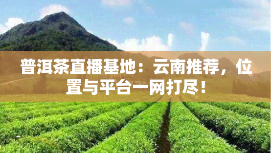 普洱茶直播基地：云南推荐，位置与平台一网打尽！