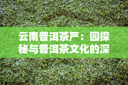 云南普洱茶严：园探秘与普洱茶文化的深度体验