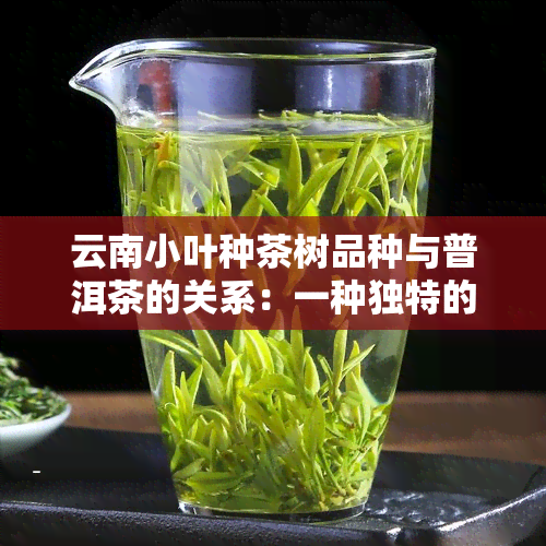 云南小叶种茶树品种与普洱茶的关系：一种独特的茶叶产地视角