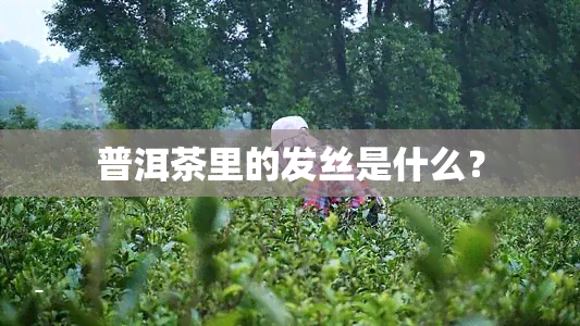 普洱茶里的发丝是什么？