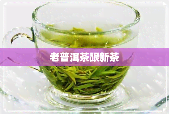 老普洱茶跟新茶