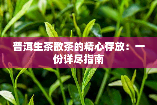 普洱生茶散茶的精心存放：一份详尽指南