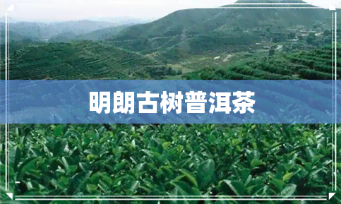 明朗古树普洱茶