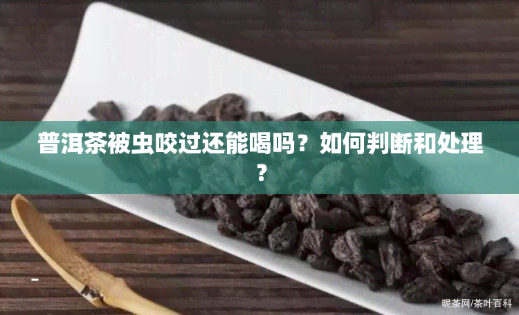 普洱茶被虫咬过还能喝吗？如何判断和处理？