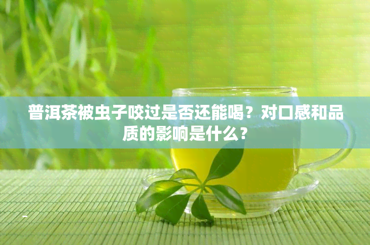 普洱茶被虫子咬过是否还能喝？对口感和品质的影响是什么？