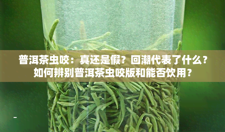 普洱茶虫咬：真还是假？回潮代表了什么？如何辨别普洱茶虫咬版和能否饮用？