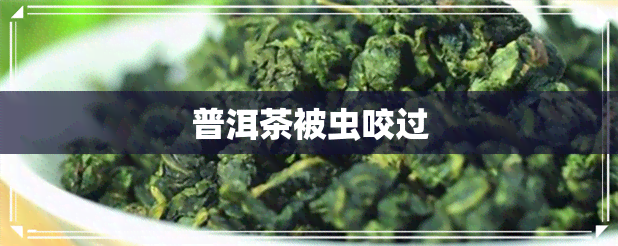 普洱茶被虫咬过