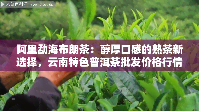 阿里勐海布朗茶：醇厚口感的熟茶新选择，云南特色普洱茶批发价格行情