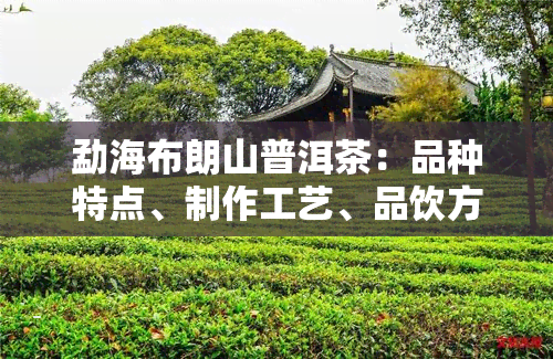 勐海布朗山普洱茶：品种特点、制作工艺、品饮方法及购买注意事项一文解析