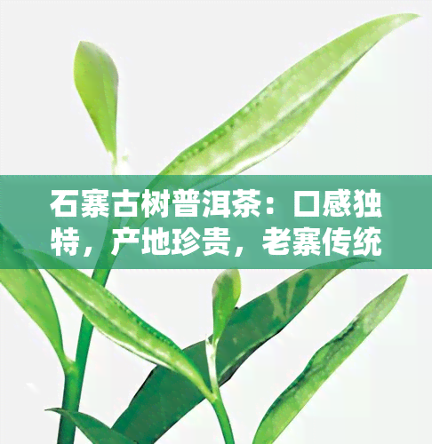 石寨古树普洱茶：口感独特，产地珍贵，老寨传统味道