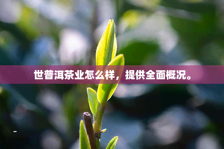 世普洱茶业怎么样，提供全面概况。