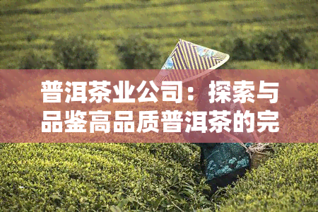 普洱茶业公司：探索与品鉴高品质普洱茶的完整指南