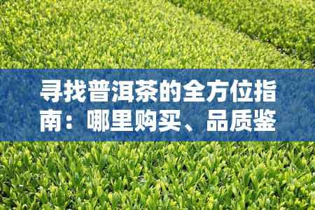 寻找普洱茶的全方位指南：哪里购买、品质鉴别、冲泡方法与品鉴技巧一次搞定