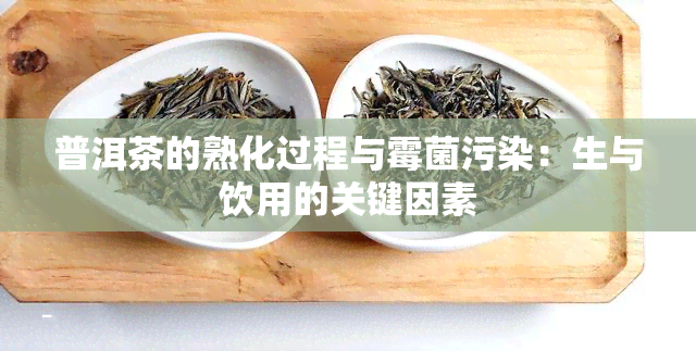 普洱茶的熟化过程与霉菌污染：生与饮用的关键因素