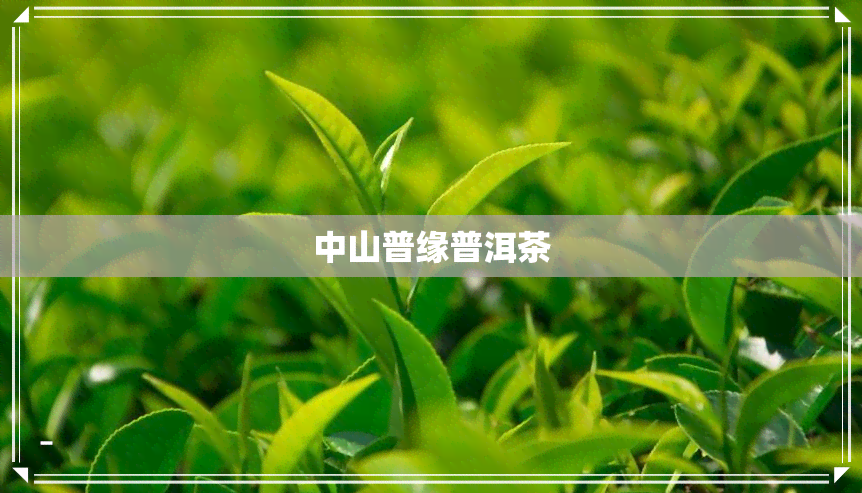 中山普缘普洱茶