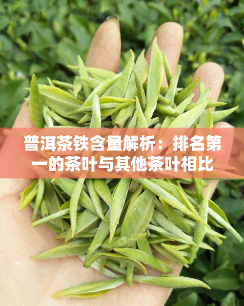 普洱茶铁含量解析：排名之一的茶叶与其他茶叶相比，究竟有何优势？