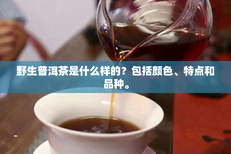 野生普洱茶是什么样的？包括颜色、特点和品种。