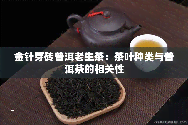 金针芽砖普洱老生茶：茶叶种类与普洱茶的相关性