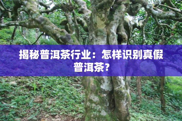 揭秘普洱茶行业：怎样识别真假普洱茶？