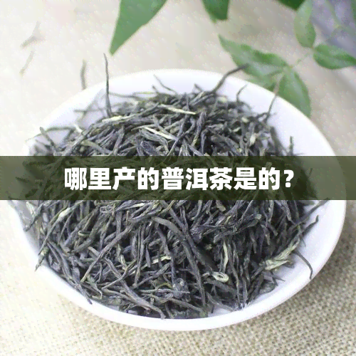 哪里产的普洱茶是的？