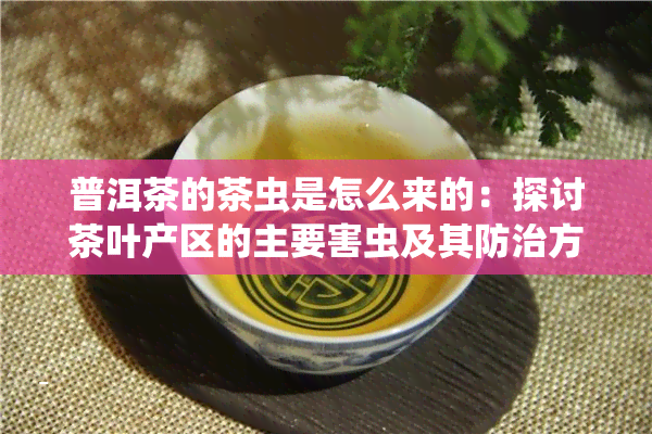 普洱茶的茶虫是怎么来的：探讨茶叶产区的主要害虫及其防治方法