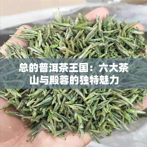 总的普洱茶王国：六大茶山与殿蓉的独特魅力