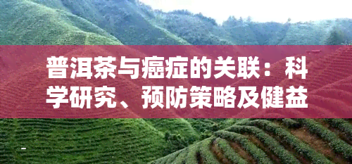 普洱茶与癌症的关联：科学研究、预防策略及健益处全面解析