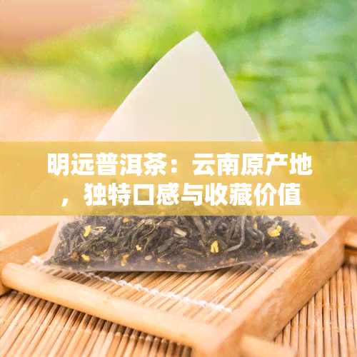 明远普洱茶：云南原产地，独特口感与收藏价值