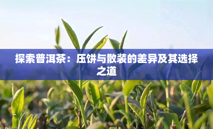 探索普洱茶：压饼与散装的差异及其选择之道