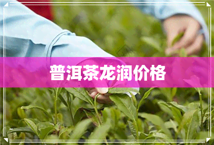 普洱茶龙润价格