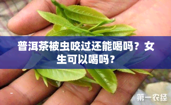 普洱茶被虫咬过还能喝吗？女生可以喝吗？